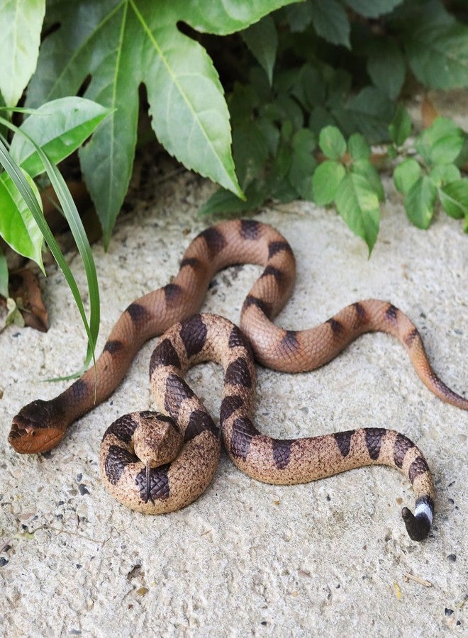 Lohoee 2Pcs Realistic Fake Snakes Toy Lifelike Rubber Rattlesnake Snake Scare Birds and Squirrels Tricky Model Snake Toys for Gift Party Favors or Halloween Decoration Props - Image 4